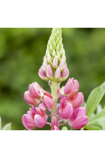 Люпин `Роуз Шадес` – растение для декоративного бордюра